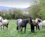 Campamento de León 7